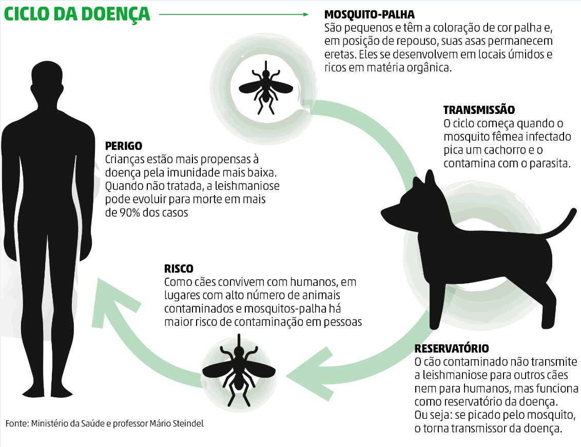 Dez cães são diagnosticados com leishmaniose em bairro onde pessoa foi contaminada em Florianópolis