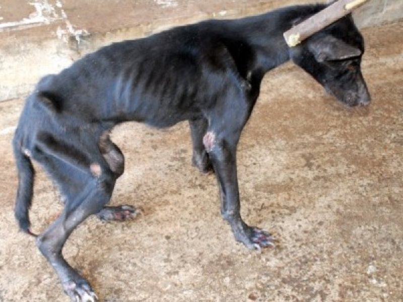 Justiça proíbe Prefeitura da região de matar cão com leishmaniose