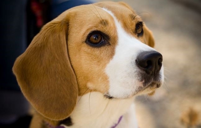 125 cães são diagnosticados com leishmaniose e 69 são eutanasiados em Florianópolis