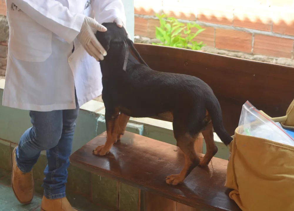 CCZ realiza mutirão de chipagem e exame de leishmaniose em cães no Centro Cultural Matarazzo